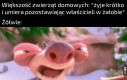 To my jesteśmy ich pupilkami