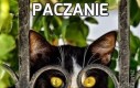 Paczanie