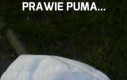 Prawie Puma...