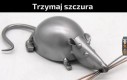 SZCZURZE