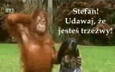 Udawaj, że jesteśmy trzeźwi...