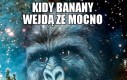 Harambe widzę w gwiazdach