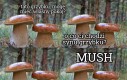 Mushroom core