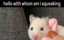 Pipipi