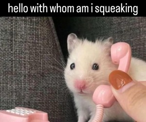 Pipipi