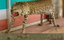 Gepard z bazaru