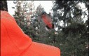 Koliber jest zdezorientowany czapką