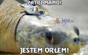 Patrz mamo! Jestem orłem!