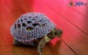 Sweterek dla żółwia