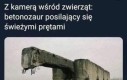 Betonozaur