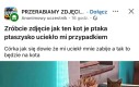Lekki przypał