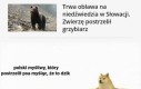 Cikawe dlaczego słowacki grzybiarz nosi broń