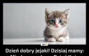 Dzień dobry jejaki! Dzisiaj mamy: Międzynarodowy Dzień Kota
