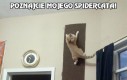 Poznajcie mojego spidercata!