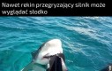 Patrz jaki słodziak
