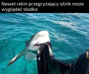 Patrz jaki słodziak