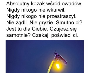 Pozdrawiam świetliki