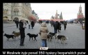 W Moskwie żyje ponad 350 tysięcy bezpańskich psów