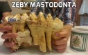 Zęby mastodonta