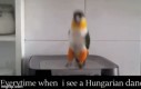 Za każdym razem, gdy widzę tańczącego Węgra