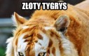 Złoty tygrys