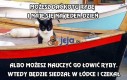 Możesz dać kotu rybę