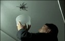 Łapanie pająka