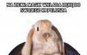 Jak działa trik z wyciąganiem królika z kapelusza