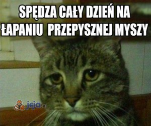 Dwulicowy Kot Jejapl