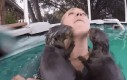 Zaatakowana przez stado zabójczych wydr