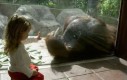 Orangutan pozdrawia dzieci w ZOO
