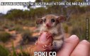 Jedyne zwierzę w Australii, które Cię nie zabije