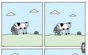 Przemyślenia krowy
