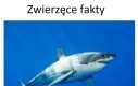Fakt