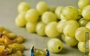 Jak powstają winogrona