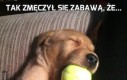 Tak zmęczył się zabawą, że...