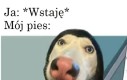 Zwłaszcza jak się idzie do kibla