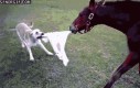 Pies i koń