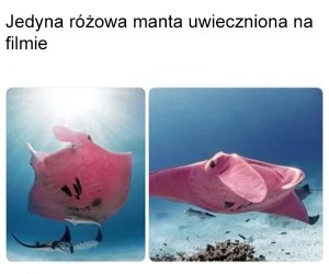 Ładny