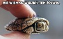 Przerażony żółwik
