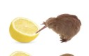 Człowiek człowiekowi wilkiem, a kiwi kiwi kiwi