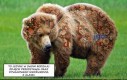 Dywanowy niedźwiedź z Alaski