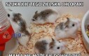 Szukajcie tego zielska chłopaki