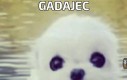 Gadajec