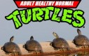 Zwykłe żółwie, nie ninja