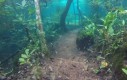 Podwodny las po wylaniu rzeki w Brazylii
