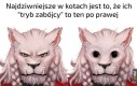 Koty.
