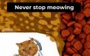Miau