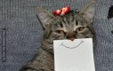 Koty z papierowym uśmiechem
