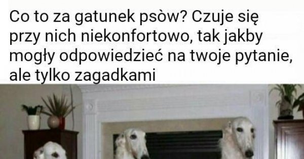 Gdy wypowiesz moje imię, zniknę. Czym jestem? - Jeja.pl